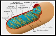 Mitochondrium, przekrój