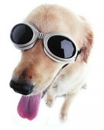 okulary słoneczne dla psa